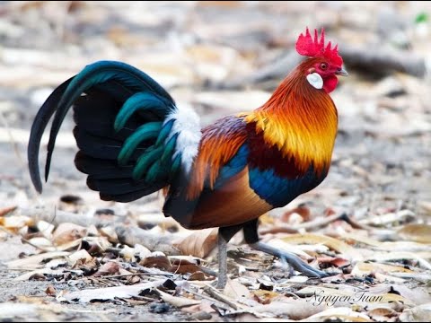 Rooster Crowing Compilation Duet Plus - Rooster Sounds Effect Alarm - Chicken Sounds