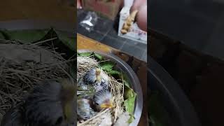 Download lagu In and Out But Still Eating! 😆 Baby Prenjak Feeding Time | Cute Little Bird Keating #shortsvideo mp3