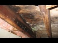 Five Steps to Fixing a Moldy, Smelly Crawl Space | Ask the Expert