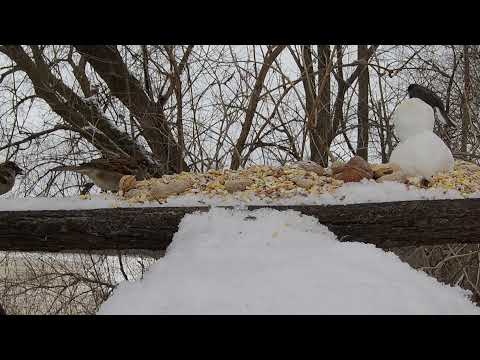 Snow Man Bird Feeder