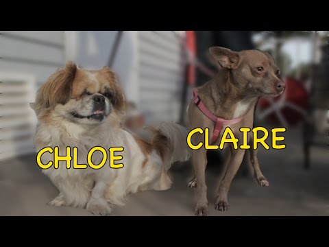Chloe and Claire **Bonded Pair**, an adopted Pekingese & Chihuahua Mix in Staten Island, NY_image-1