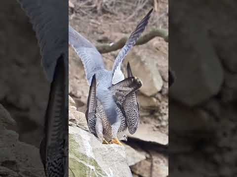 Nature’s Love Story: A beautiful moment with Peregrine Falcons