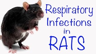 Respiratory Infections in Rats