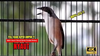 Download lagu Cendet Gacor BONGKAR ISIAN PANCINGAN HANDAL CENDET AGAR BUNYI bikin BURUNG CENDET GACOR AKTIF mp3