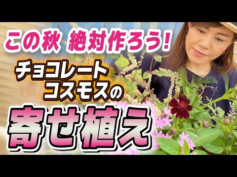 園芸 複羽状コスモス、一年生コスモス