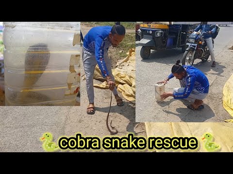 🐍 cobra snake rescue Mandla 🐍।। naag rescue mandla ।।#share