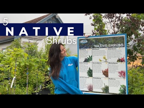 5 Nifty Native Shrubs 🌿