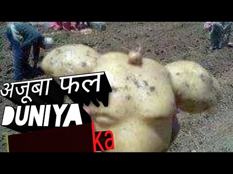 Ajooba fal fruit kabhi nahi dekhe honge aisha fal kudrat ka Karisma dekhiye kitna Nirala hai video