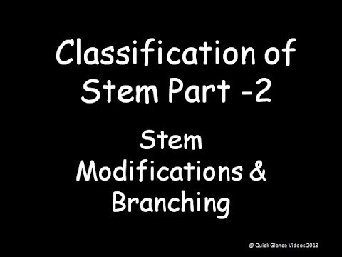 Classification of Stem Part- 2 Modification and Branching - YouTube