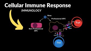 Cellular Immunity (Steps, Immunity to Viruses and Interferons) | Immunology