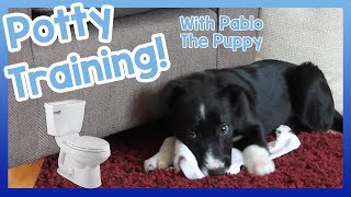 How to Potty Train Your Puppy! 5 Top Tips on How to Easily Toilet Train Your New Puppy!