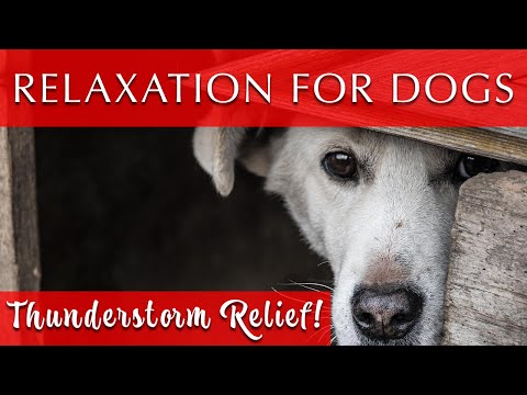 Calm Music for Dogs During Thunderstorms [No More Anxiety!]