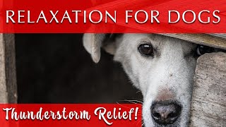 Calm Music for Dogs During Thunderstorms [No More Anxiety!]