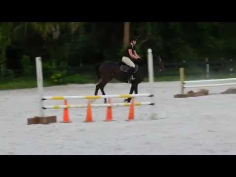 Snickers jumping the coop