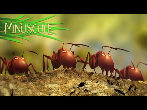 Minuscule – Compilation #5