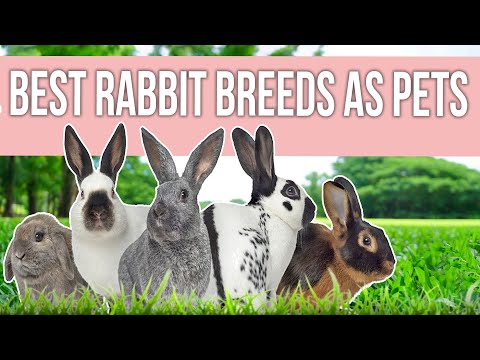 , title : 'Best Rabbit Breeds as Pets'