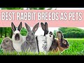 Best Rabbit Breeds As Pets