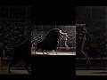 Ferdinand Final Battle Amedrontadora Edit Shorts