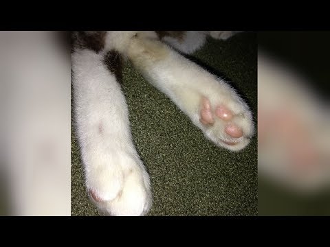 Breaking Declawing Of Cats Is Now Banned In The State Of New Jersey