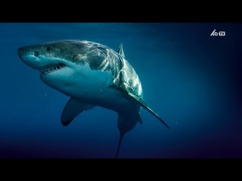 Turning grade GARANT HB7020