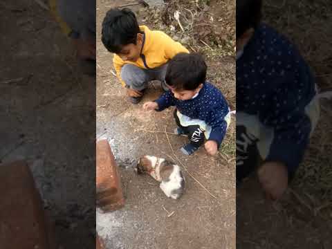 Ashni baby in the Farm with puppy