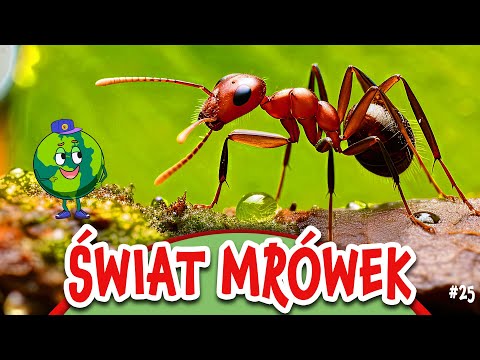 Mrówki dla Dzieci! 🐜 Odkrywamy Tajemnice Mrowiska!