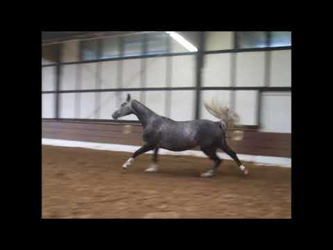 BONNI 4j. Hann St. v. Bonaparte - Loredo -for sale- VB 7.000,- Euro