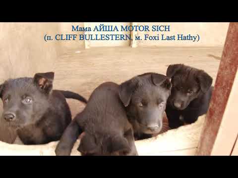 Щенки рабочей линии немецкой овчарки питомника МОТОР СИЧ. АЙША MOTOR SICH & MORRO MARINCHUK K-9.