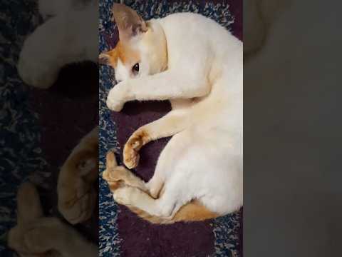 🥱🐈 #shortsvideo