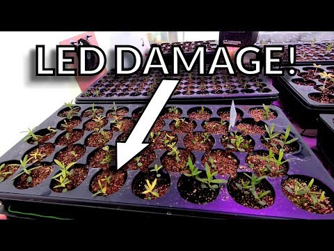LED Light Damage [Seedlings]