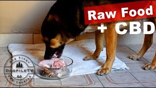 Download lagu Edu eating Raw Turkey, Quail Egg, Sardine,   CBD Oil mp3