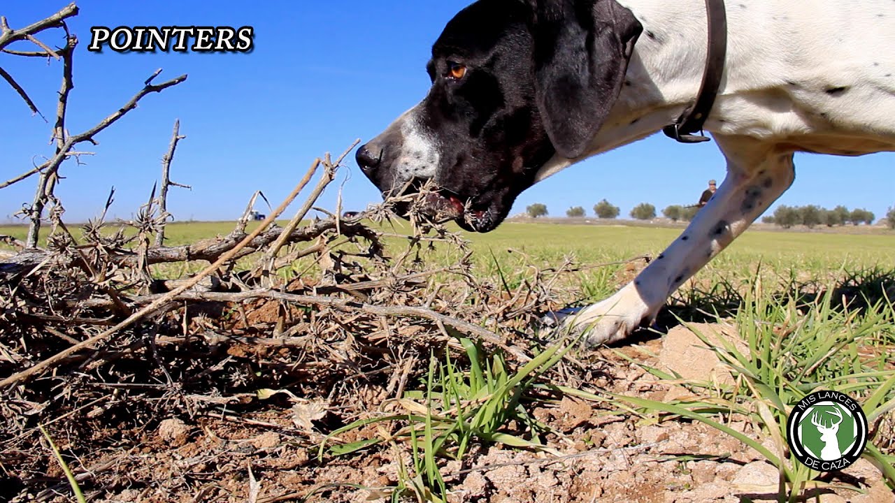 Perros de caza Pointers