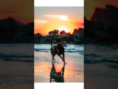 ¡Así se entrena a un perro! 🐕 #perrolindo #amantedeperros #fotografía #atardecer