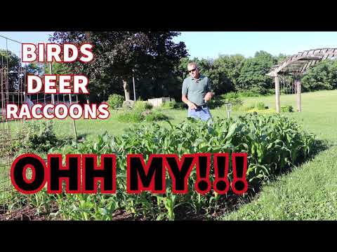 YouTube video about: When to plant corn in kentucky?