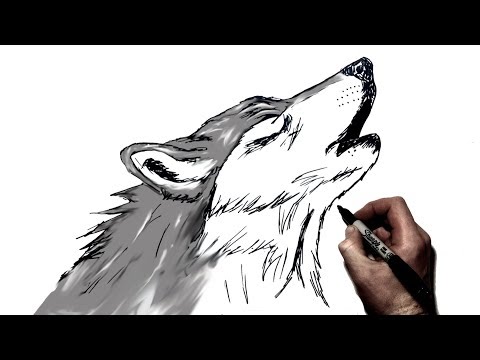How to Draw A Howling Wolf | Step by Step