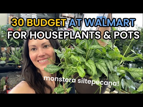 $30 BUDGET Walmart Plant Shopping - Big Box House Plant Shopping & Plant Haul