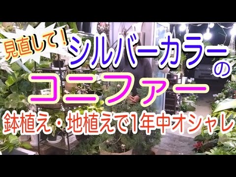 園芸 ノーブルファー、ブルーファー