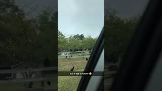 While all the vultures feed..