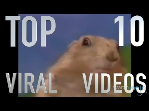 Top 10 Viral Videos (Quickie)