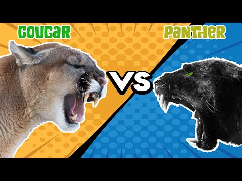Cougar VS Panther - Who Would Win