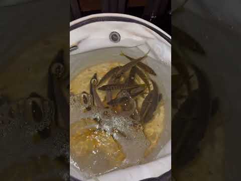 Thumbnail for WELCOME TO OSAKA PORT NORWEGIAN SUN CRUISESHIP 「客船」　#norwegiansun #cruiseship #大阪  #fishing #アジ釣り