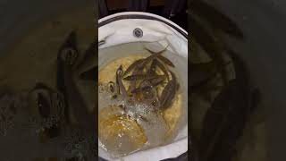 WELCOME TO OSAKA PORT NORWEGIAN SUN CRUISESHIP 「客船」　#norwegiansun #cruiseship #大阪  #fishing #アジ釣り