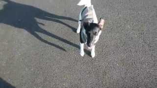 preview picture of video 'Lola Playing Fetch In Playground'