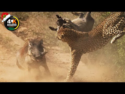 Kruger National Park's Best Kept Secret: Leopard Behavior Revealed | Wild Animal Documentary