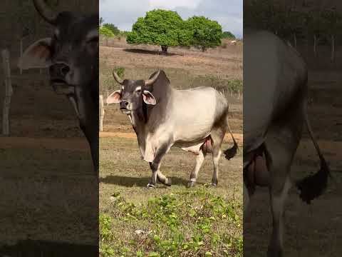 TOURO PENTA CAMPEÃO NA PARAÍBA #shorts