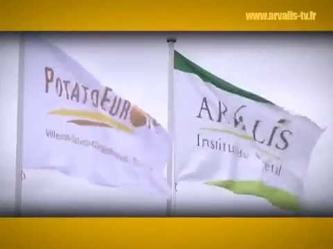 comment traiter doryphores