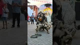 Download lagu tarian Can macanan singo raung vs ular piton mp3 Download lagu tarian Can macanan singo raung vs ular piton mp3