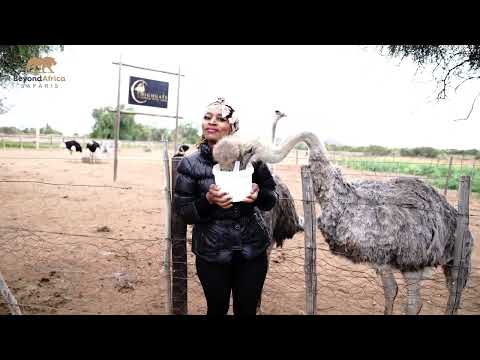 Não perca! Experimente Safari Ostrich Farm e Highgate Ostrich #travel
