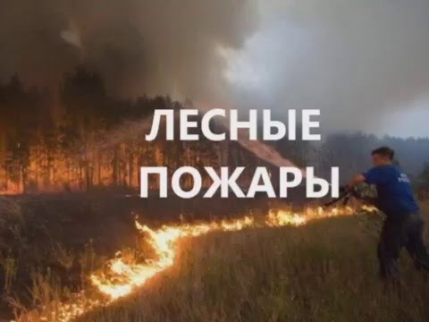 Лесные пожары