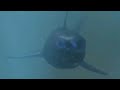 Planet Of The Sharks 2016 Mutant Alpha Shark Screen Time